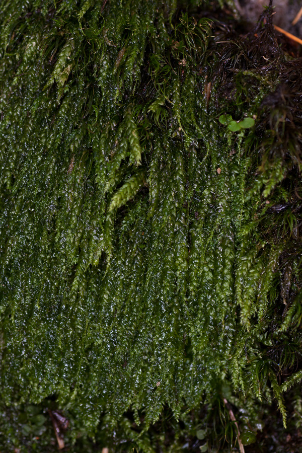 Hygrohypnum ochraceum